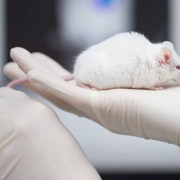 Eine wissenschaftliche Mitarbeiterin einer tierexperimentellen Forschungseinrichtung hat in einem Labor eine Maus in der Hand.