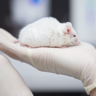 Eine wissenschaftliche Mitarbeiterin einer tierexperimentellen Forschungseinrichtung hat in einem Labor eine Maus in der Hand.