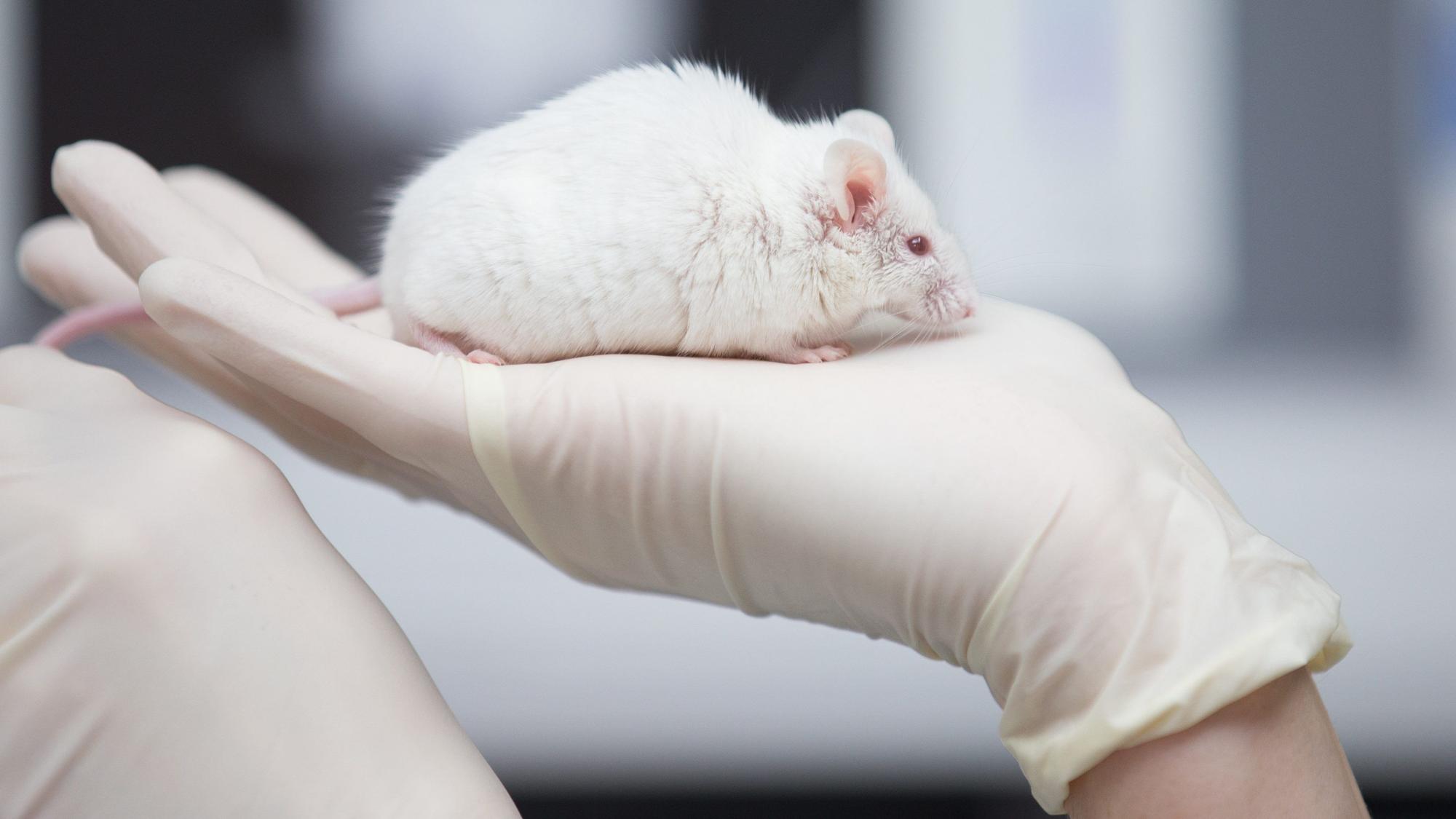 Eine wissenschaftliche Mitarbeiterin einer tierexperimentellen Forschungseinrichtung hat in einem Labor eine Maus in der Hand.