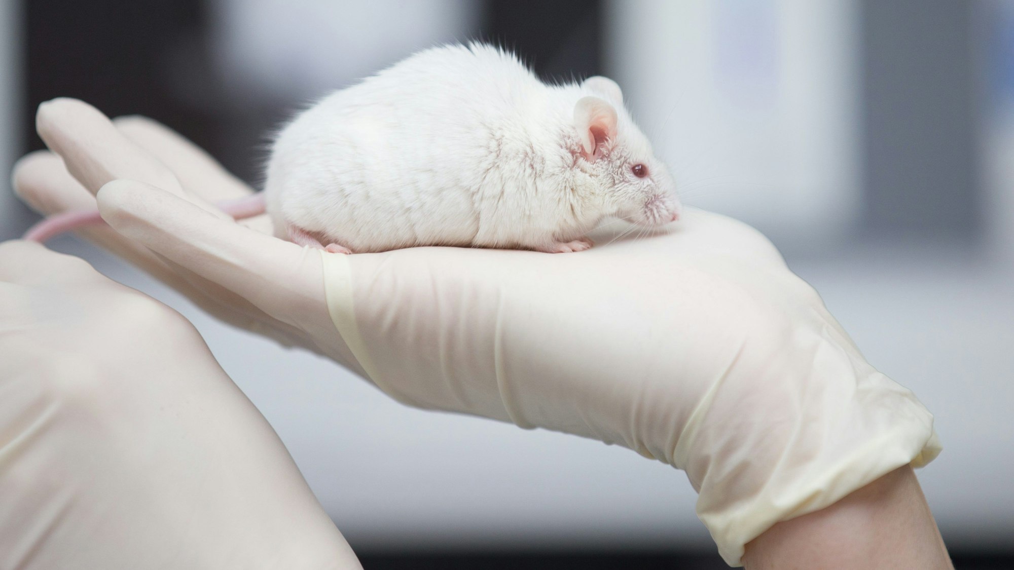 Eine wissenschaftliche Mitarbeiterin einer tierexperimentellen Forschungseinrichtung hat in einem Labor eine Maus in der Hand.