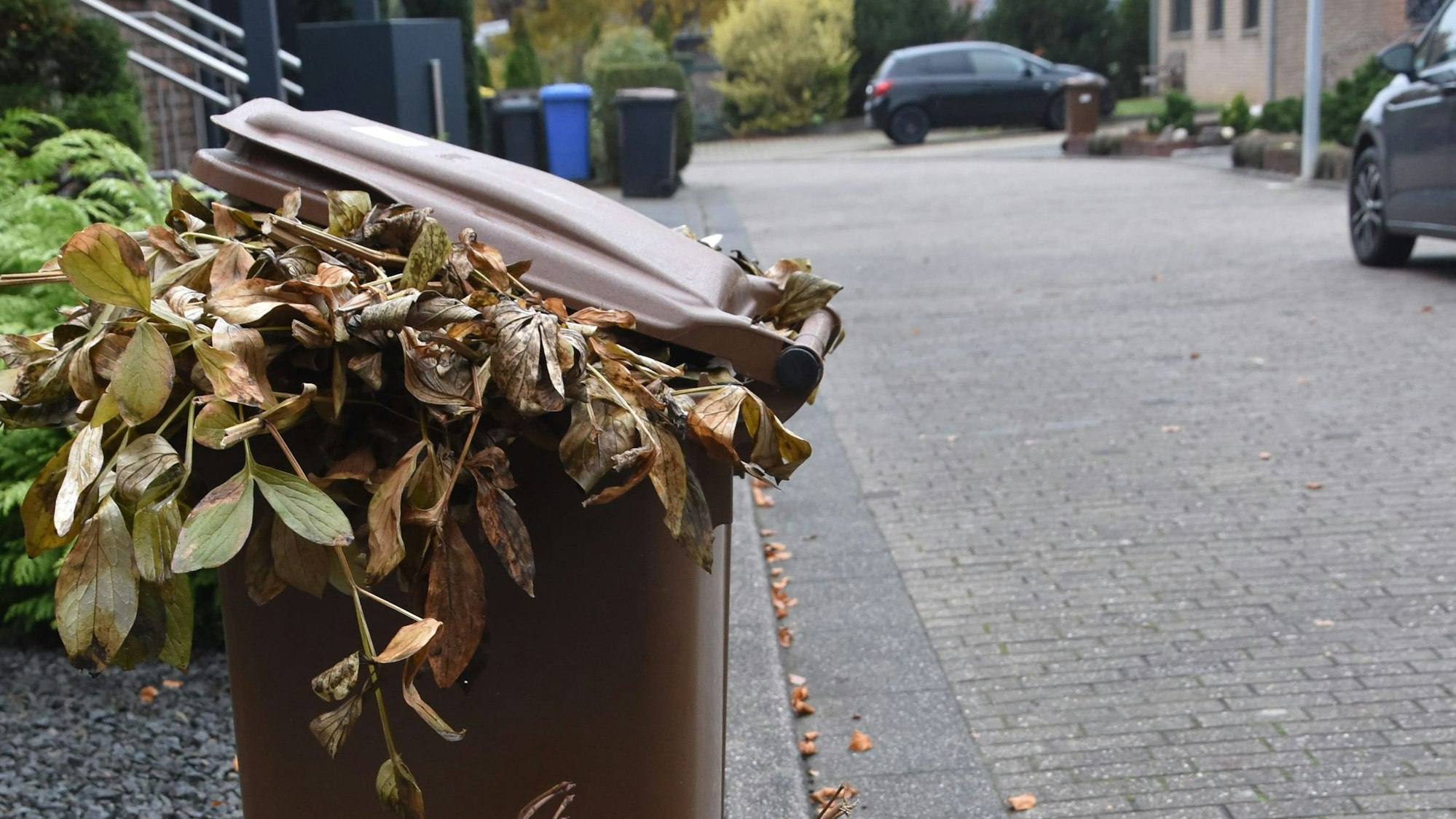 Eine volle Mülltonne mit Grünschnitt steht am Straßenrand.