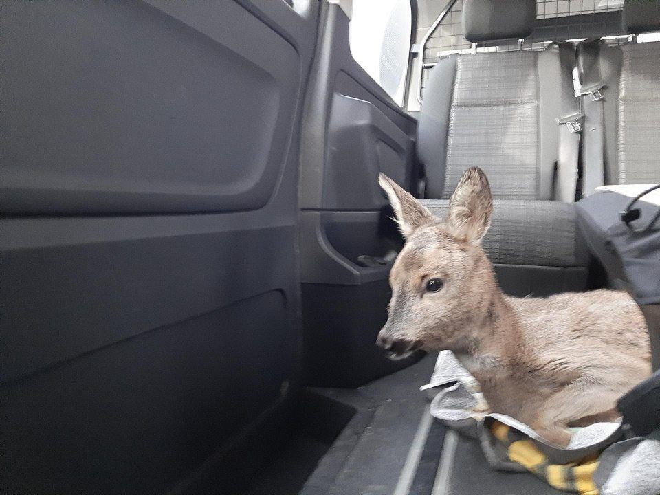 Ein junges Reh liegt im Kofferraum eines Autos in Rheine.