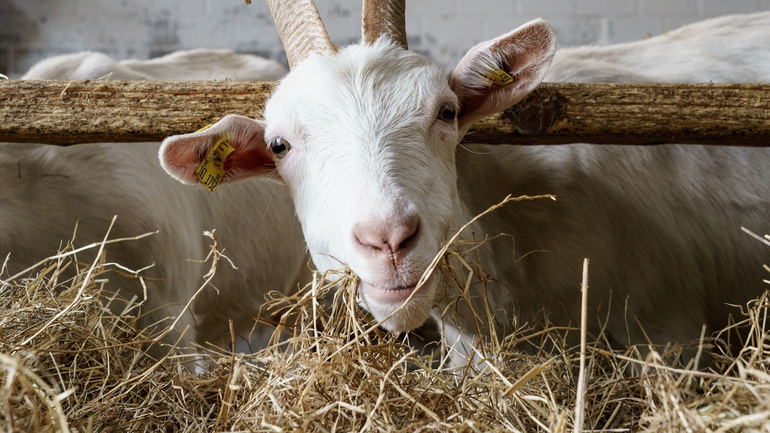 Eine Ziege der Rasse "weiße deutsche Edelziege" steht in ihrem Stall.