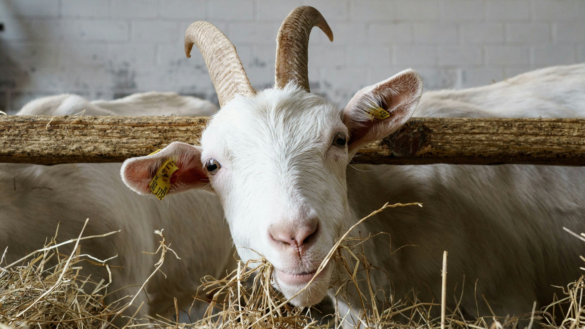 Eine Ziege der Rasse "weiße deutsche Edelziege" steht in ihrem Stall.