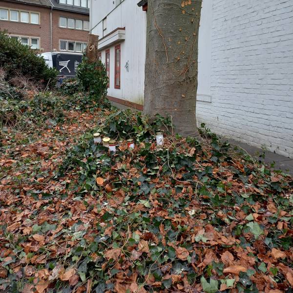 Der Stumpf einer Blutbuche steht in Kerpen-Horrem. Davor haben Anwohnerinnen und Anwohner Grabkerzen aufgestellt.