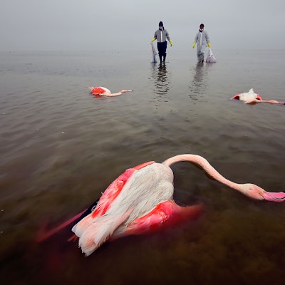Tote Vögel liegen im Miankaleh-Feuchtgebiet.