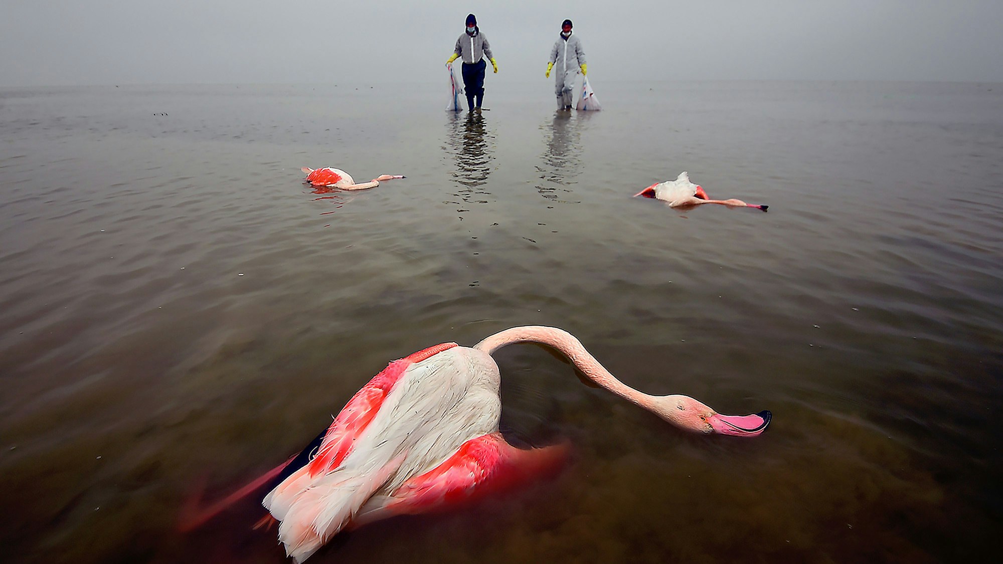Tote Vögel liegen im Miankaleh-Feuchtgebiet.