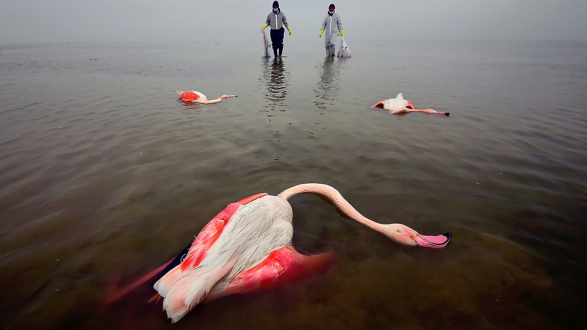 Tote Vögel liegen im Miankaleh-Feuchtgebiet.