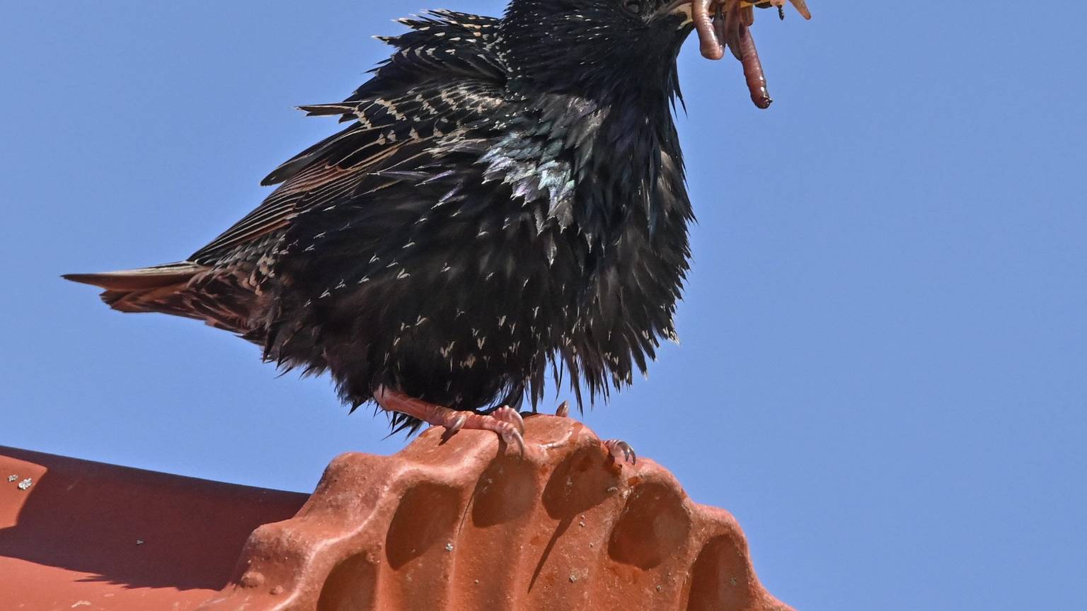 Ein Vogel mit einem Regenwurm im Mund