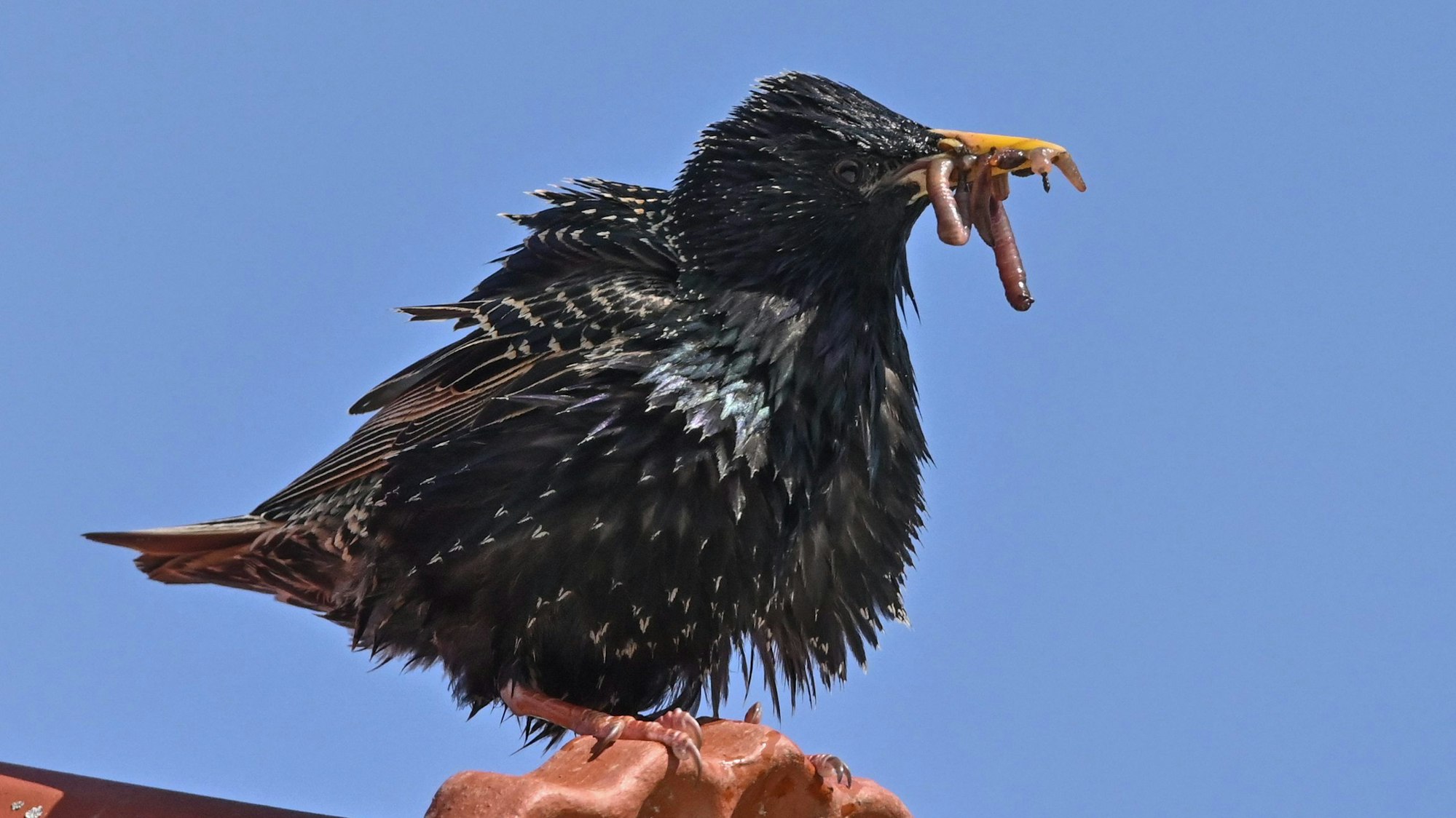 Ein Vogel mit einem Regenwurm im Mund