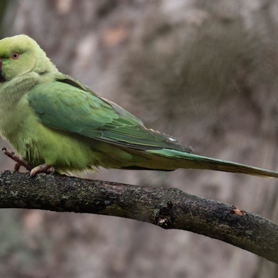 Ein Halsbandsittich sitzt auf einem Ast.
