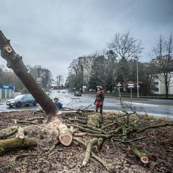 Millenniumseiche wird gefällt. Foto: Ralf Krieger