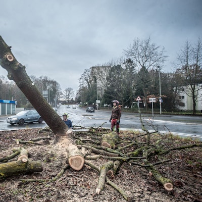 Millenniumseiche wird gefällt. Foto: Ralf Krieger