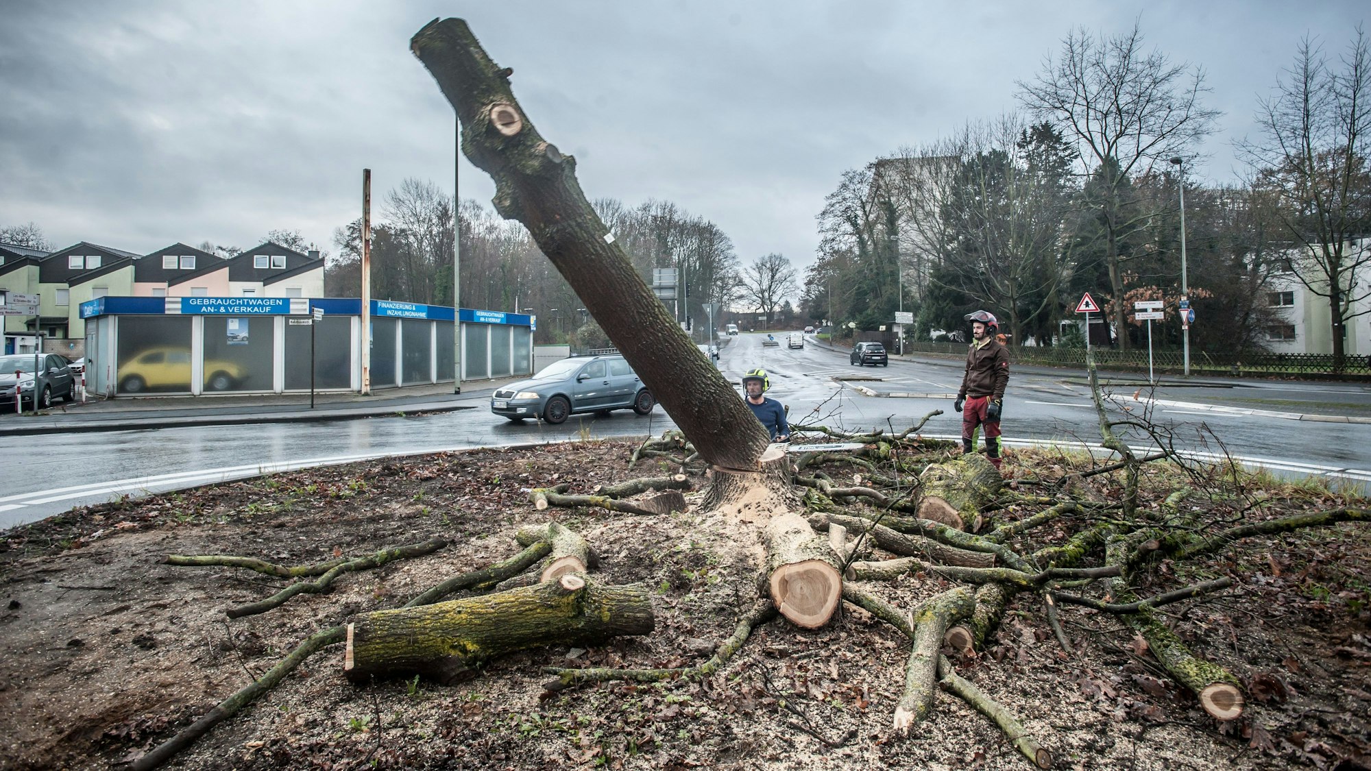 Millenniumseiche wird gefällt. Foto: Ralf Krieger