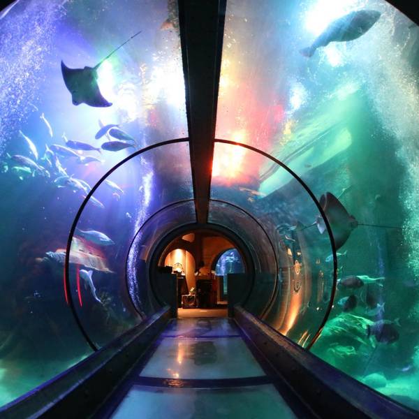 Ein Glastunnel führt durch das große Ozeanbecken, dessen Wasser blau und grün beleuchtet ist.