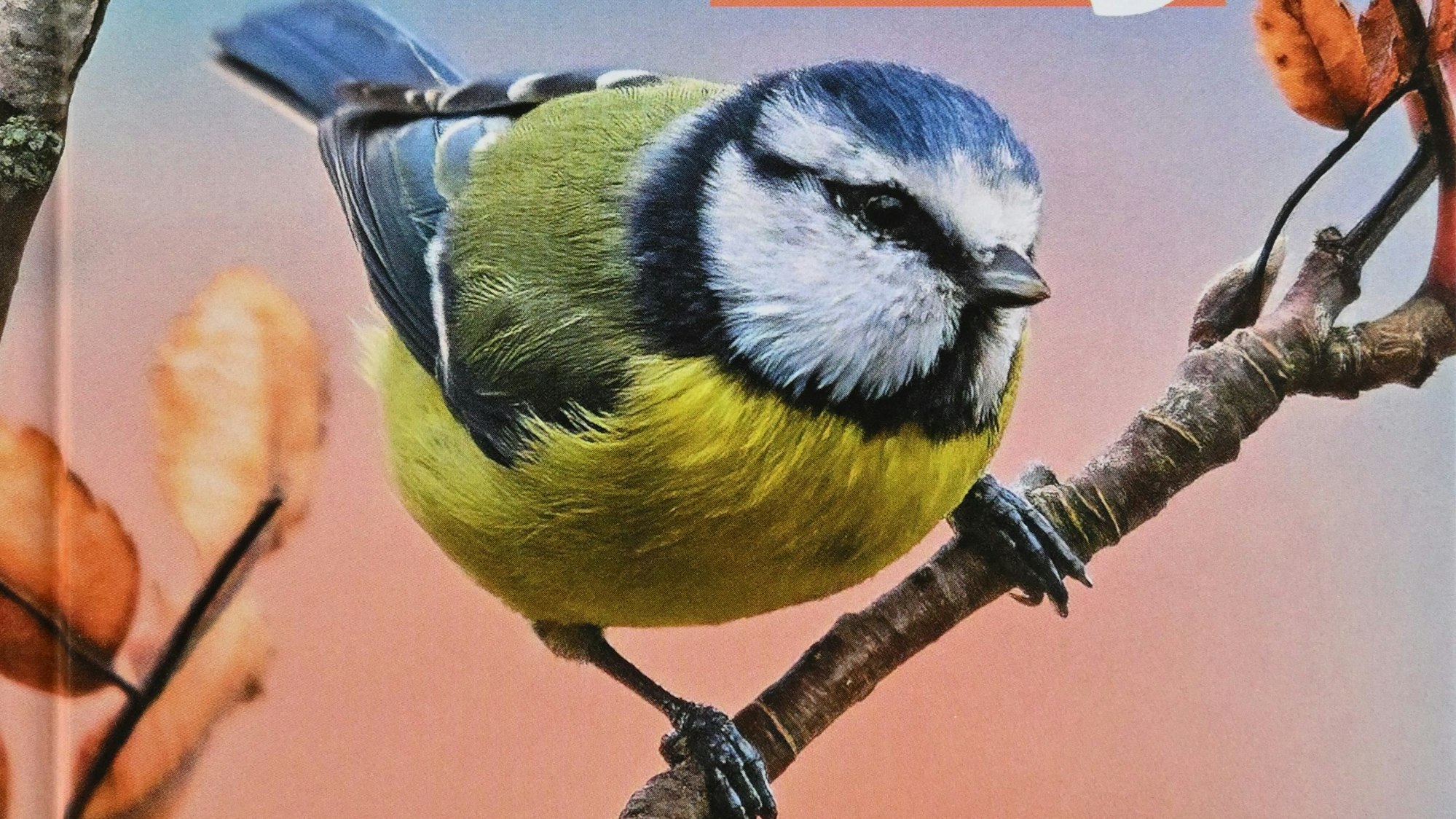 Blaumeise auf dem Titelbild des Rheinisch-Bergischen Kalenders 2023.