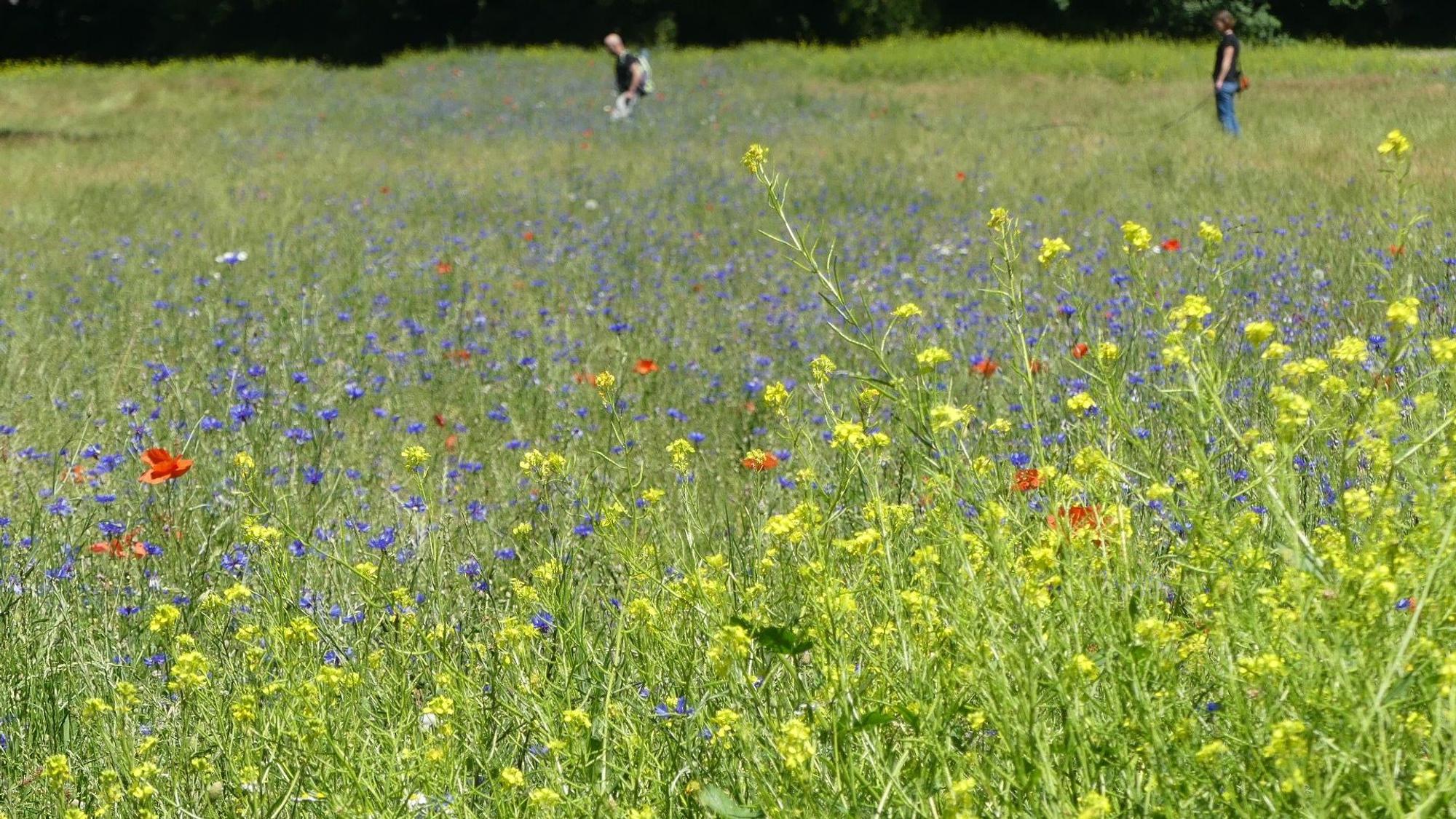 Bunte Wiese mit zwei Spaziergängern im Hintergrund, Sonnenschein.