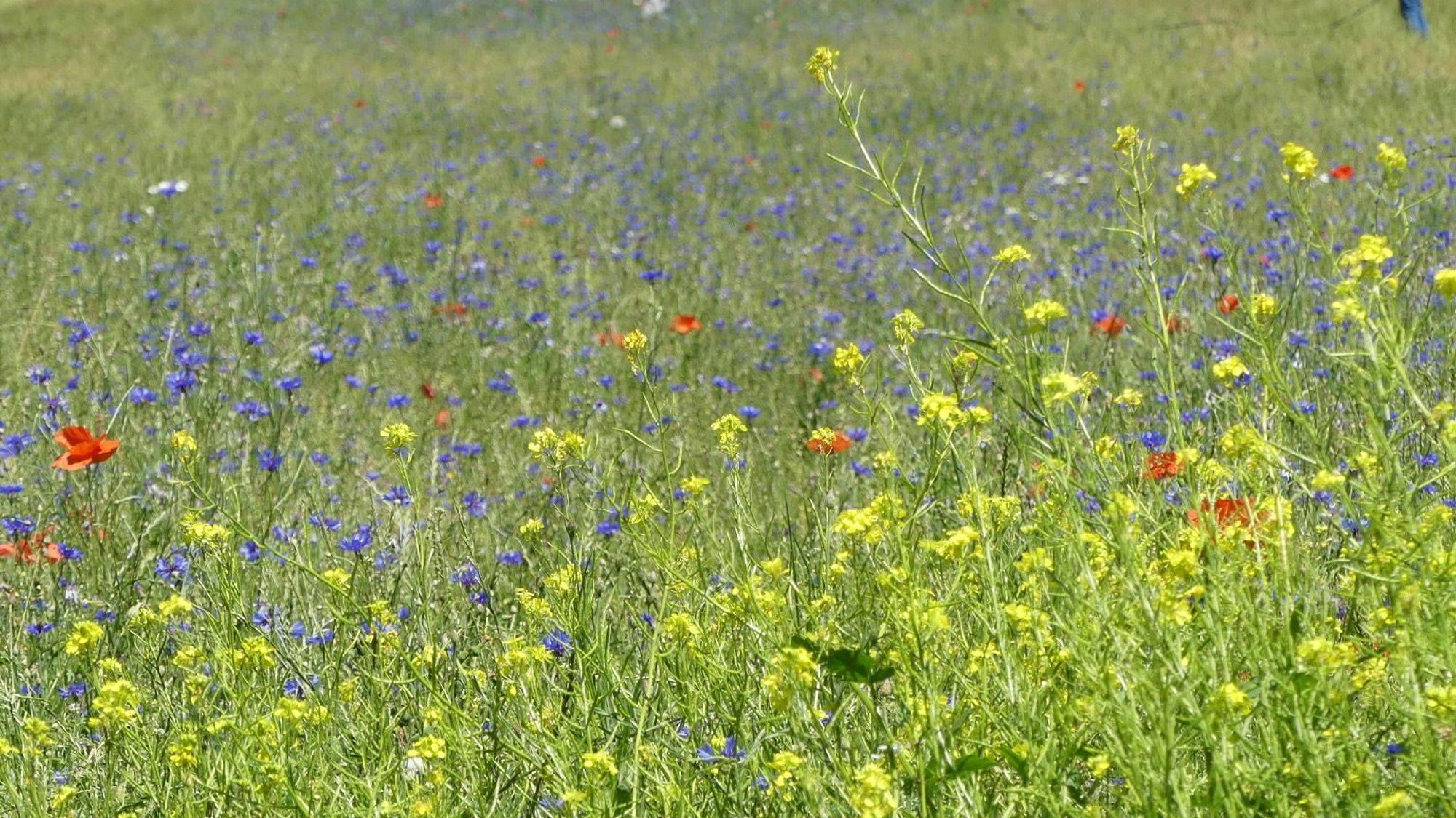 Ein Paradies für Bienen in Köln in Neuehrenfeld