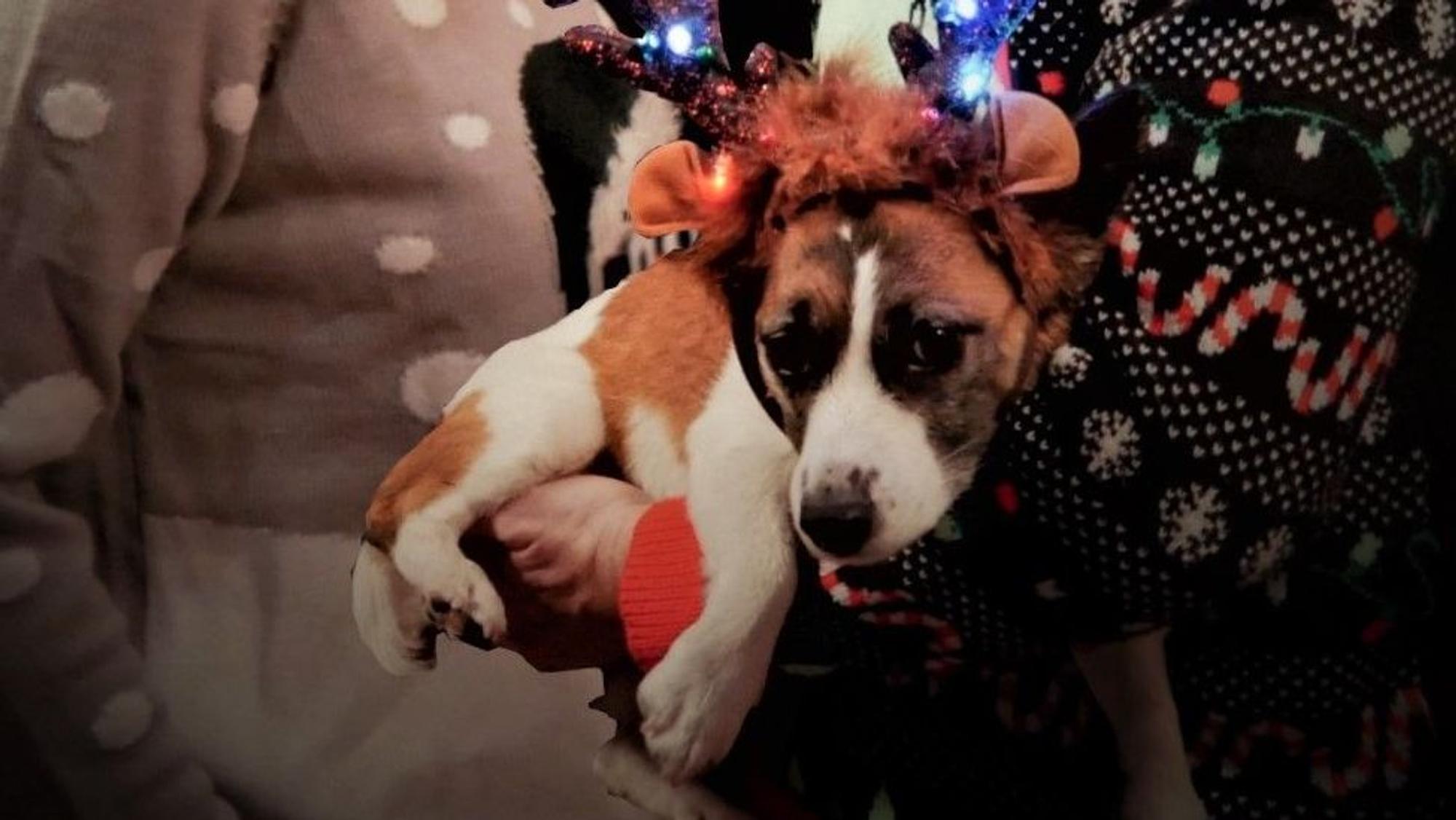 Hündin Maja war ein besonderes Geschenk zur Weihnachtszeit für Annett und André Fritsche.