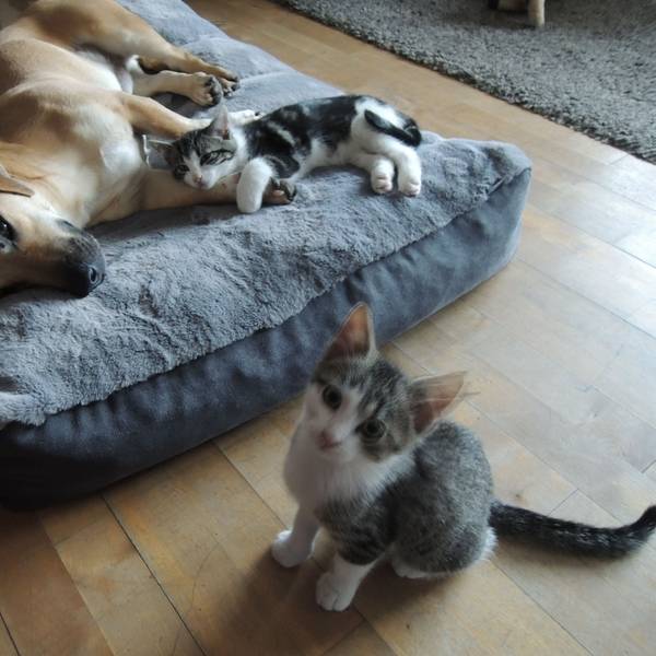 Die Katzenkinder Dexter und Salamanker schmusen mit Oscar.
