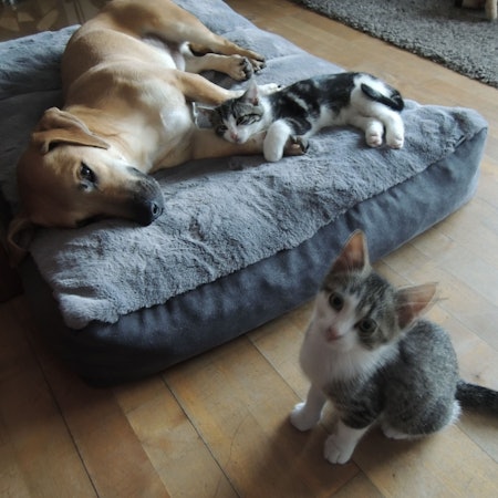 Die Katzenkinder Dexter und Salamanker schmusen mit Oscar.