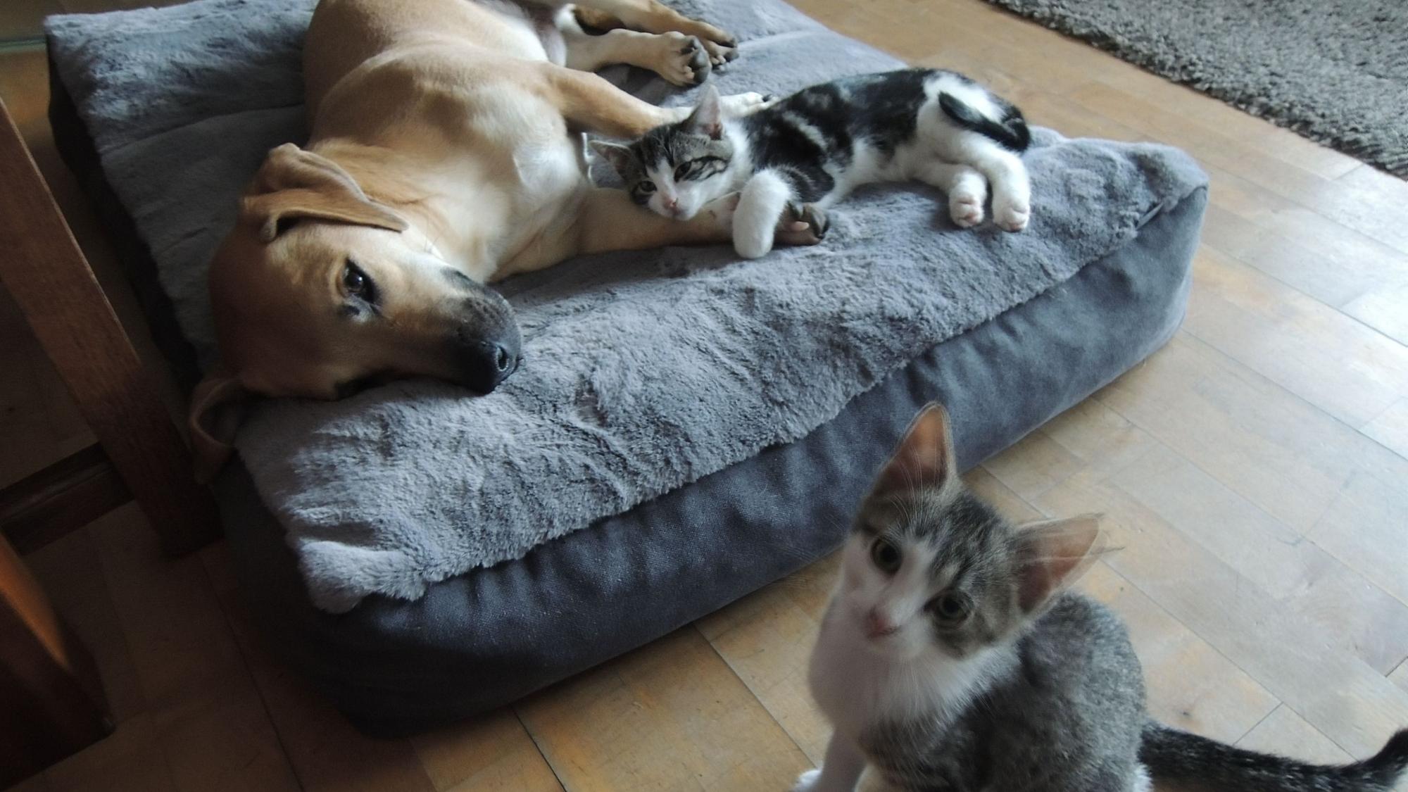 Die Katzenkinder Dexter und Salamanker schmusen mit Oscar.