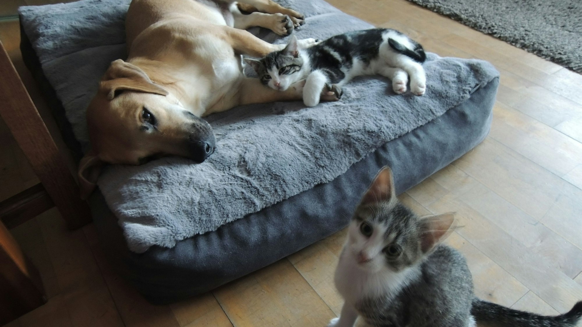 Die Katzenkinder Dexter und Salamanker schmusen mit Oscar.