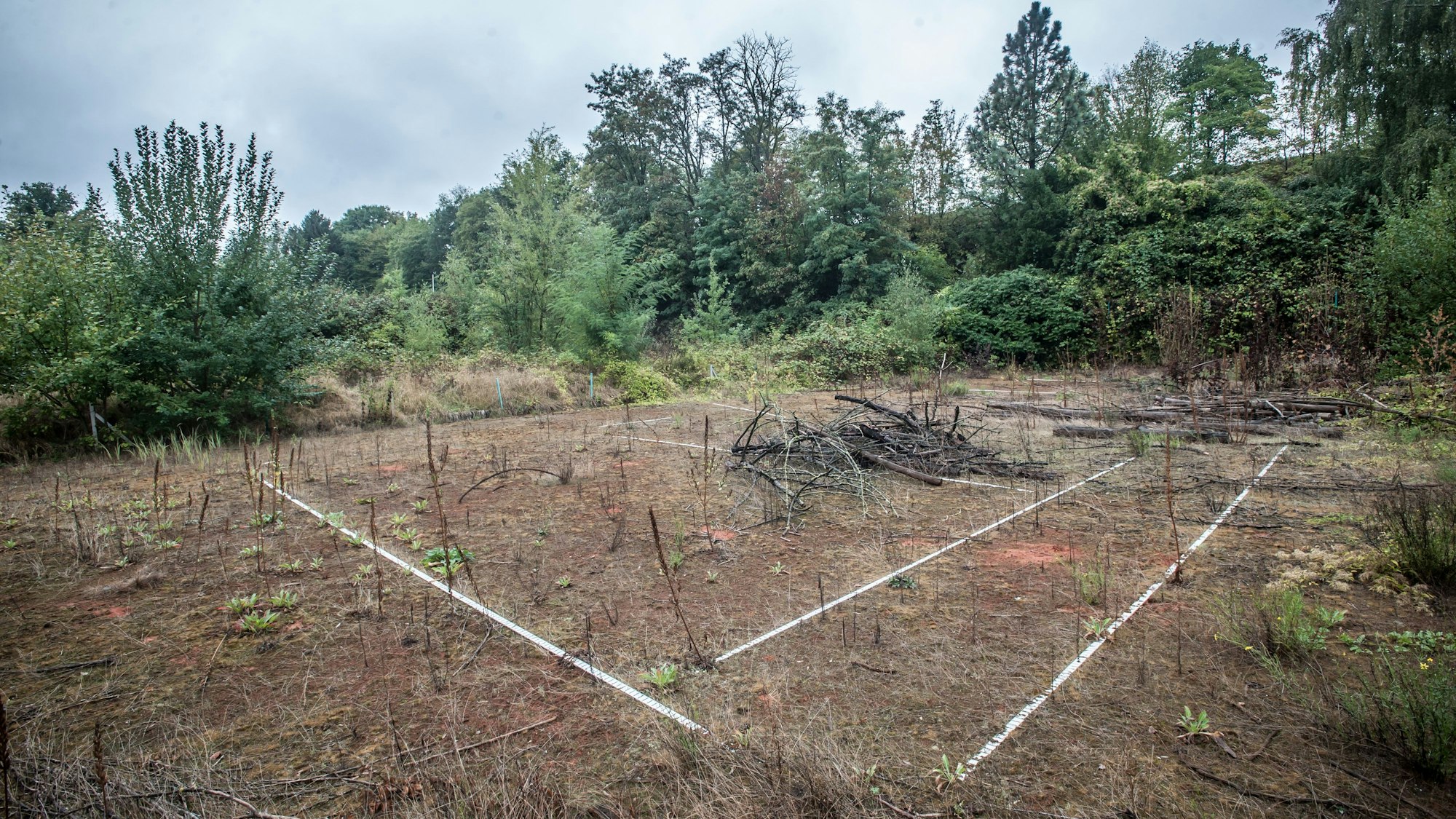 Vollkommen überwucherter ehemaliger Tennisplatz