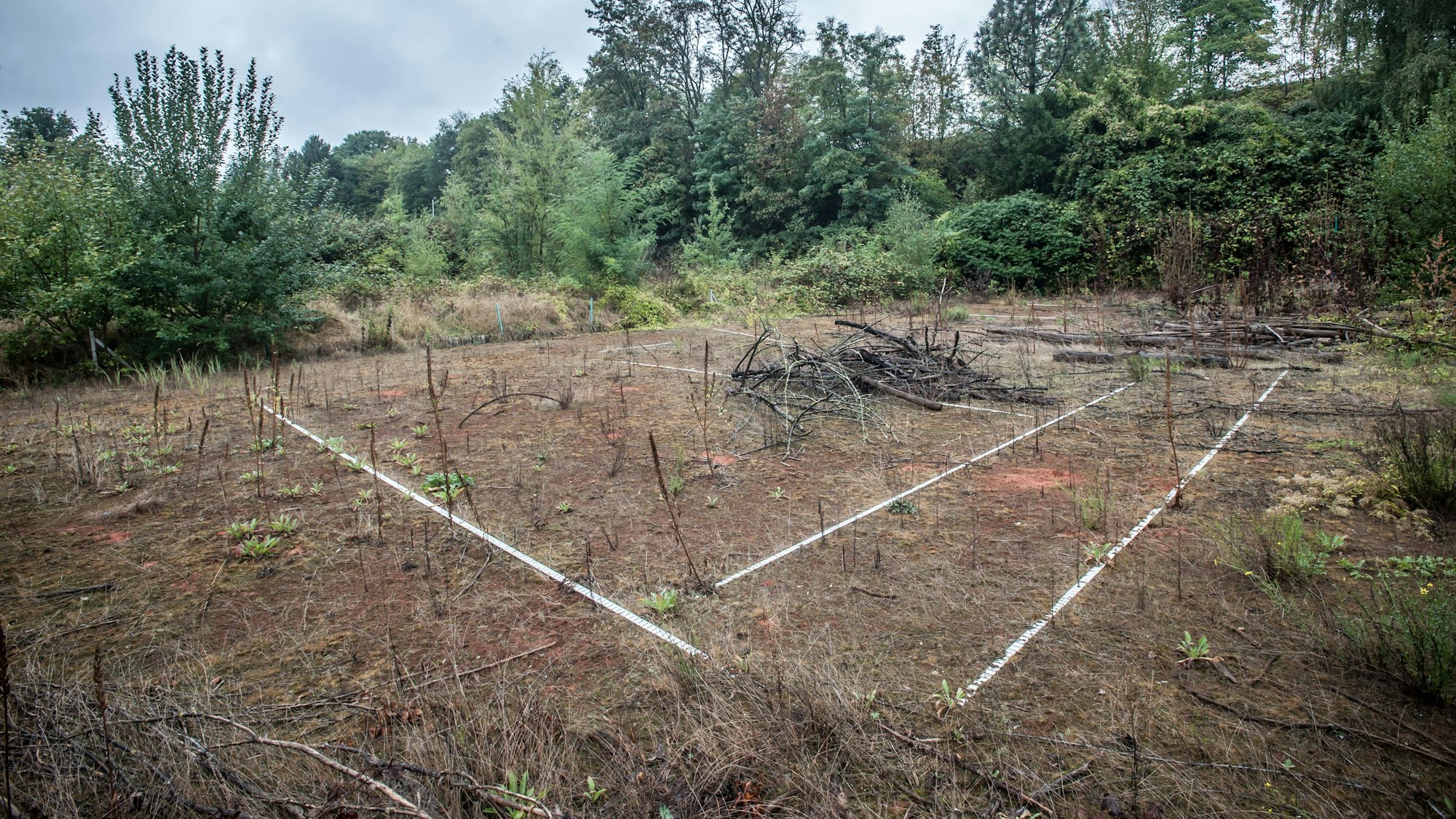 ein zugewachsener Tennisplatz. Foto: Ralf Krieger