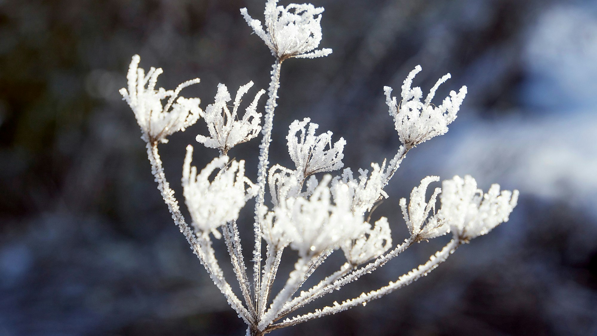 Eiskristalle in der Eifel