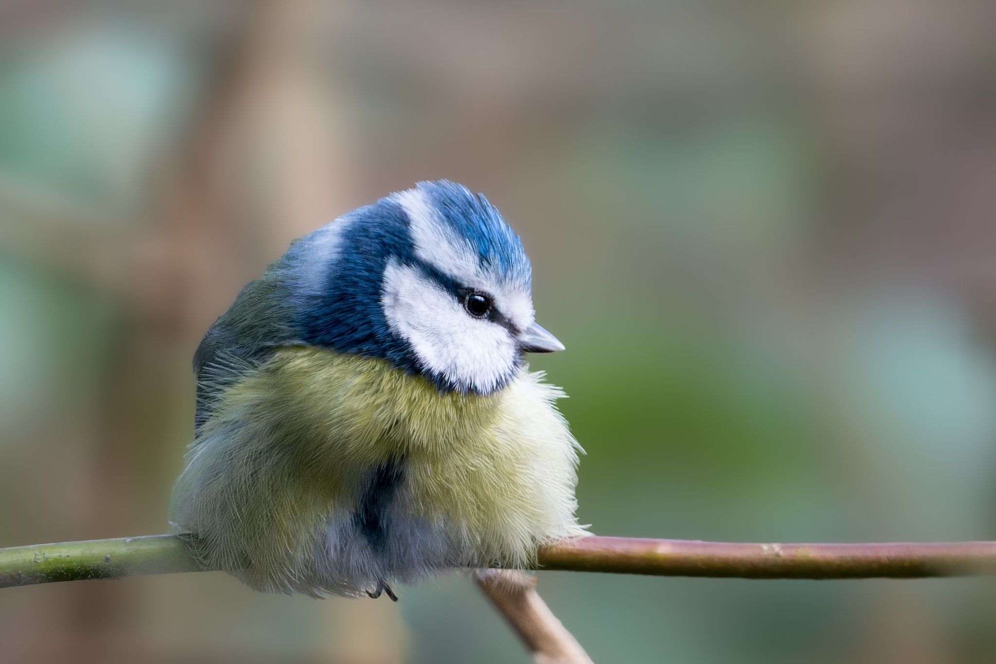 Eine Blaumeise sitzt auf einem Ast.