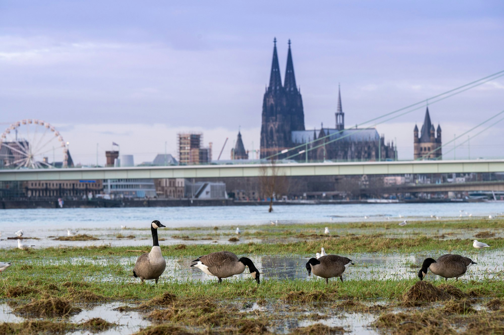 Möwen und Kanadagänse bevölkern die nassen Poller Wiesen. Nach dem Hochwasser ist das Gelände am Rhein ein. Foto: Uwe Weiser