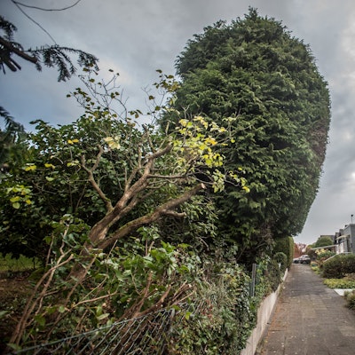 Alfred-Kubin-Straße Leimbacher Berg, eine Thuja in der Bungalowsiedlung