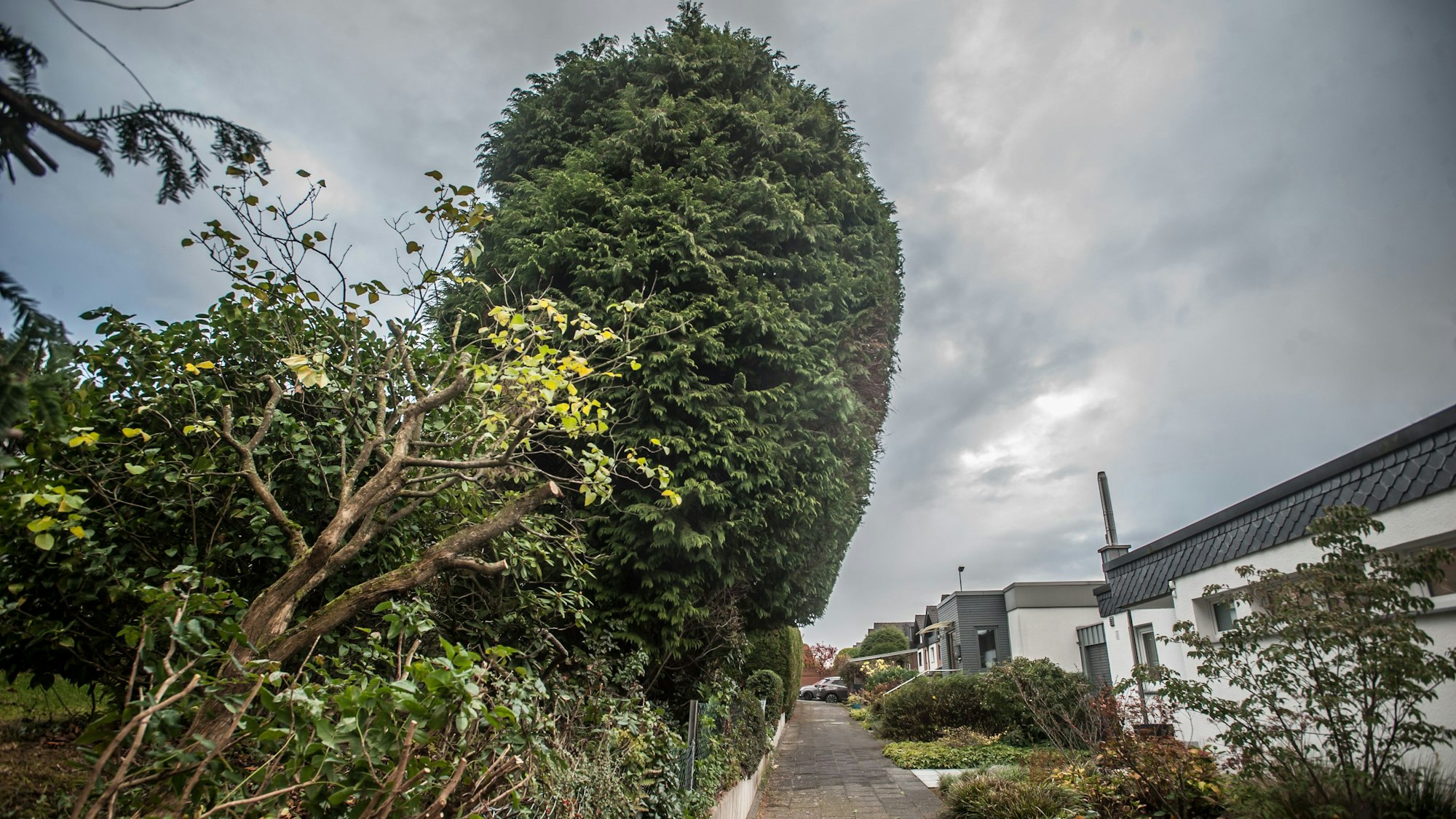 Alfred-Kubin-Straße Leimbacher Berg, eine Thuja in der Bungalowsiedlung