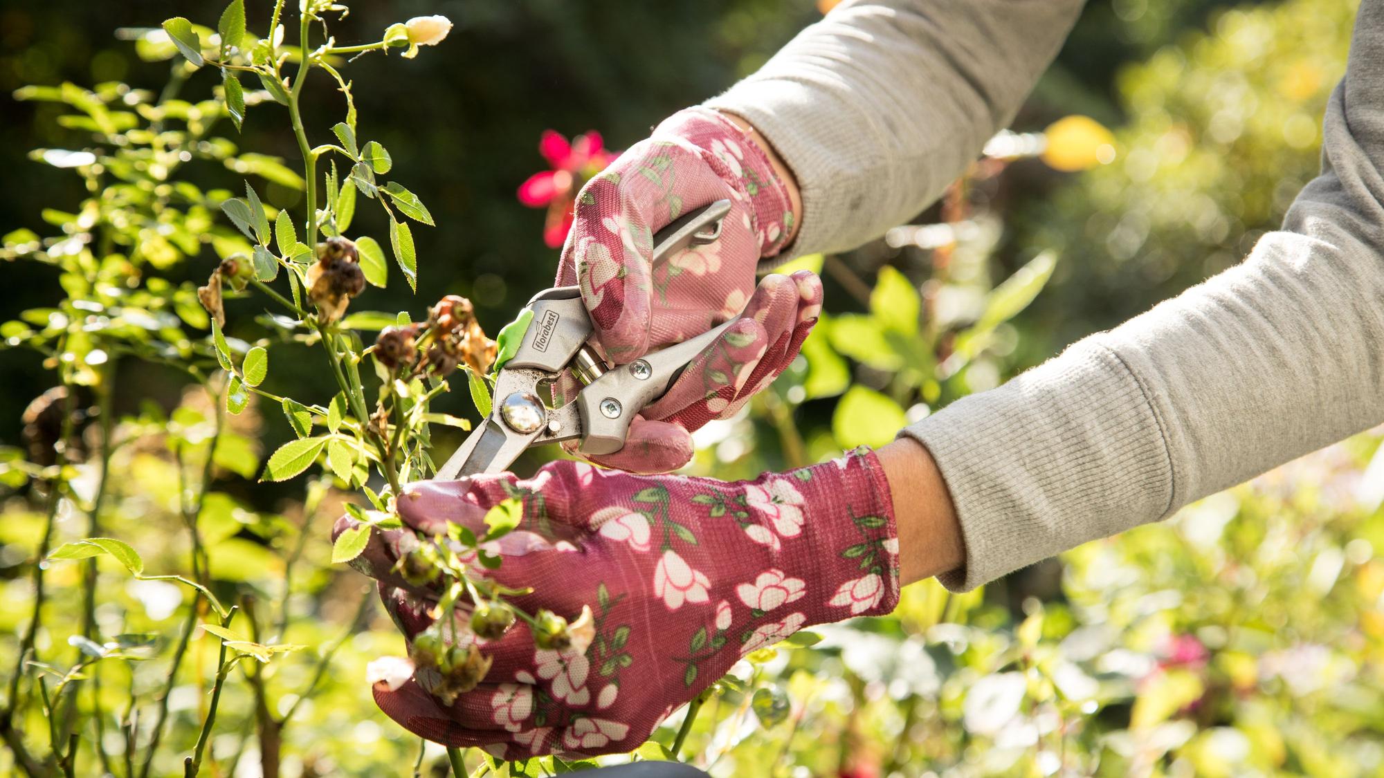 Frau mit Gartenhandschuhen beschneidet eine Rose.