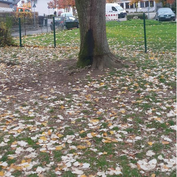 Eine alte Silberlinde steht in Neunkirchen.