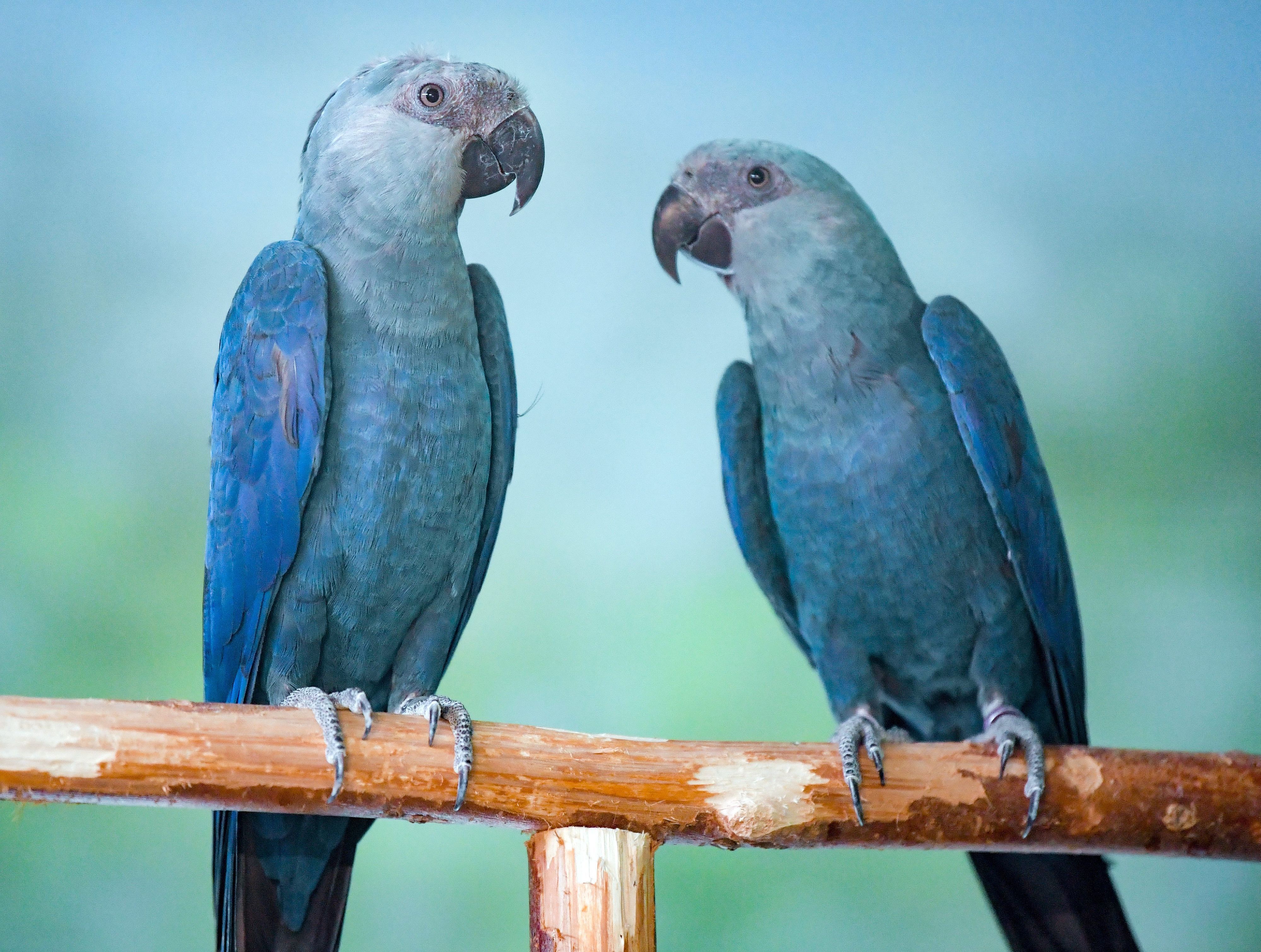 Spix-Aras sitzen in einer Voliere der Artenschutzorganisation Association for the Conservation of Threatened Parrots e.V..