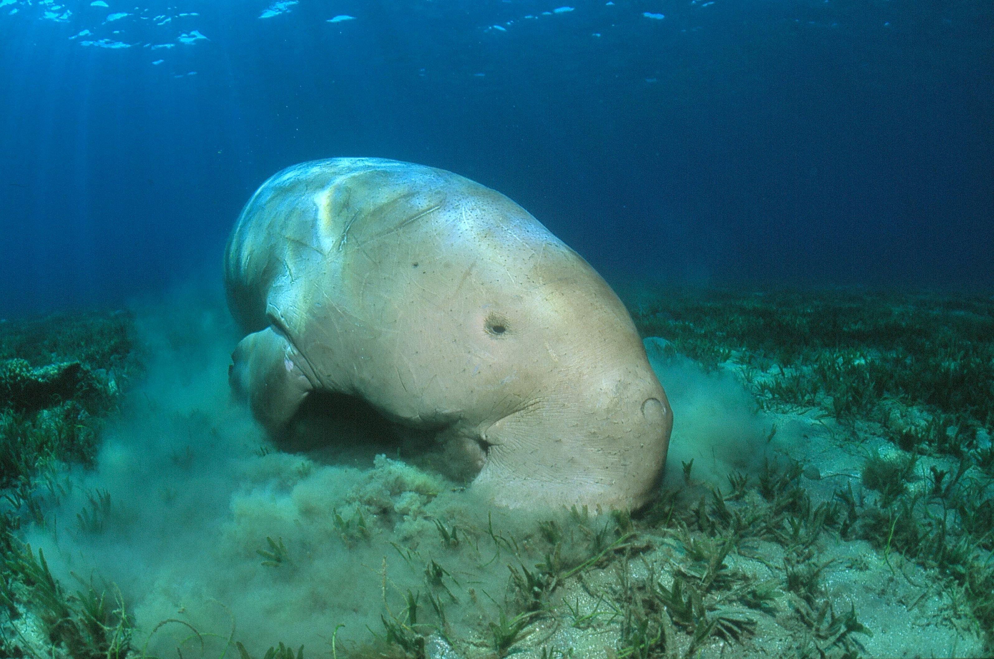 Foto eines Dugongs, der am Boden des Meeres nach Nahrung sucht.