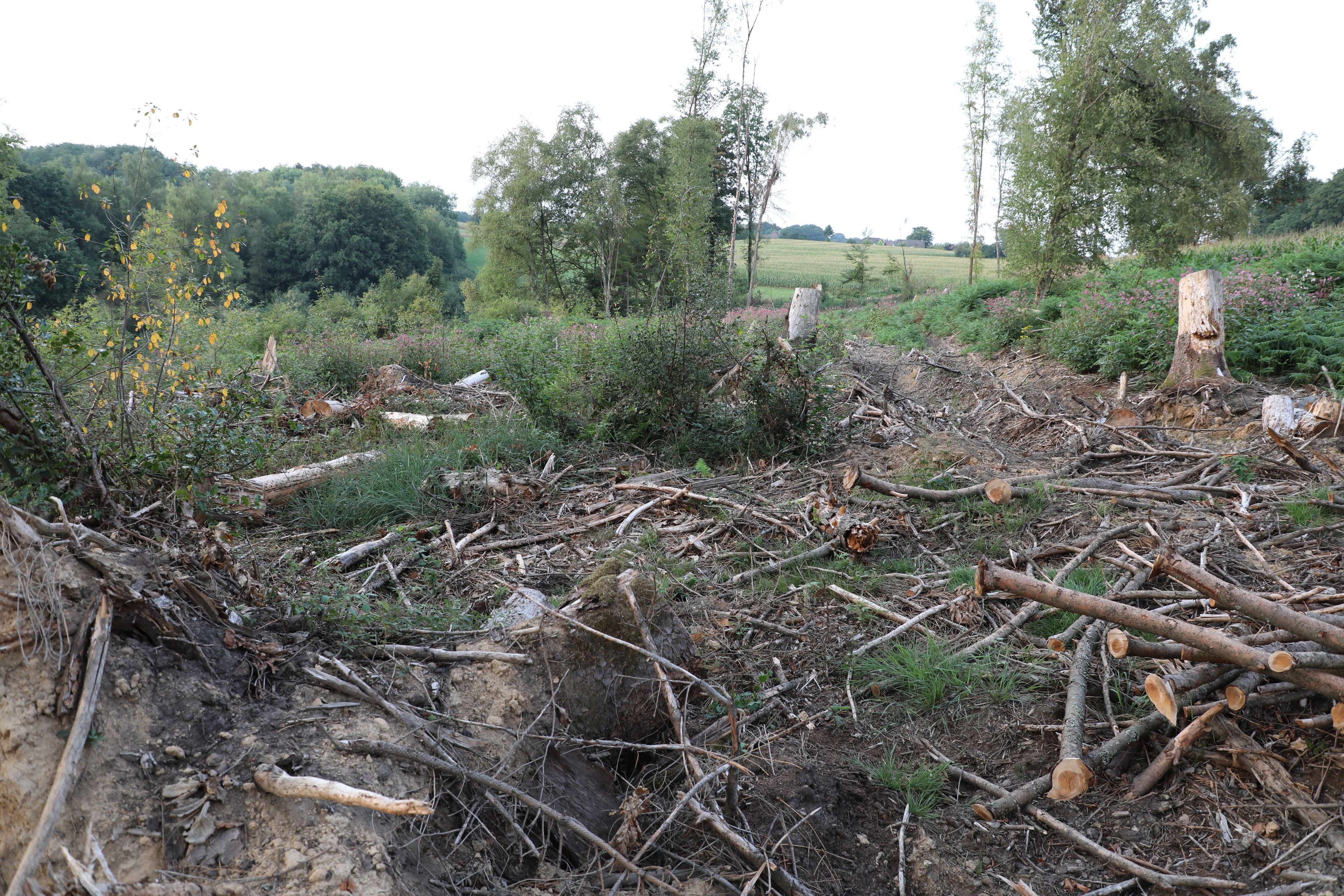 Eine gerodete Waldfläche in Wermelskirchen.