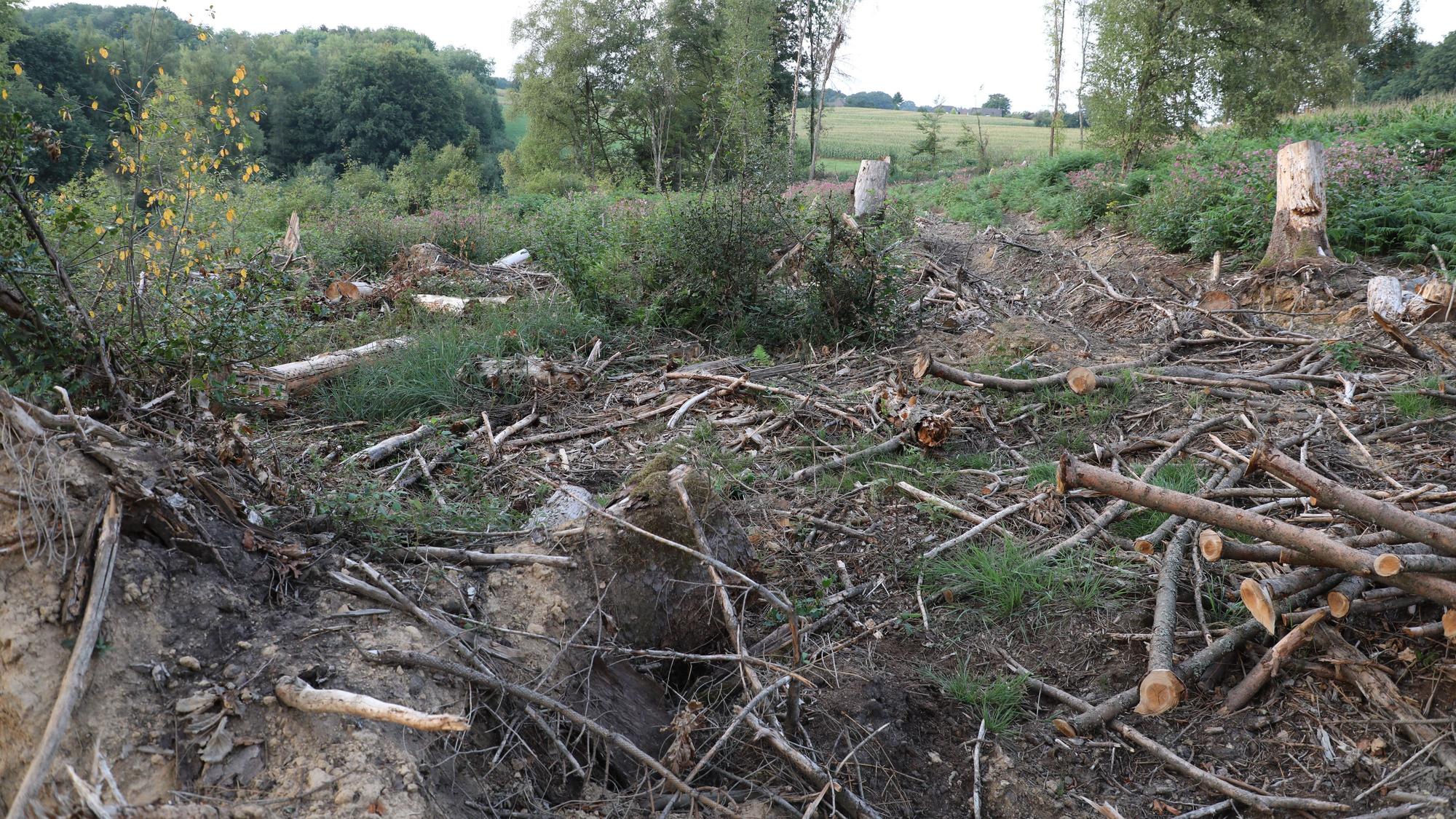 Eine gerodete Waldfläche in Wermelskirchen.