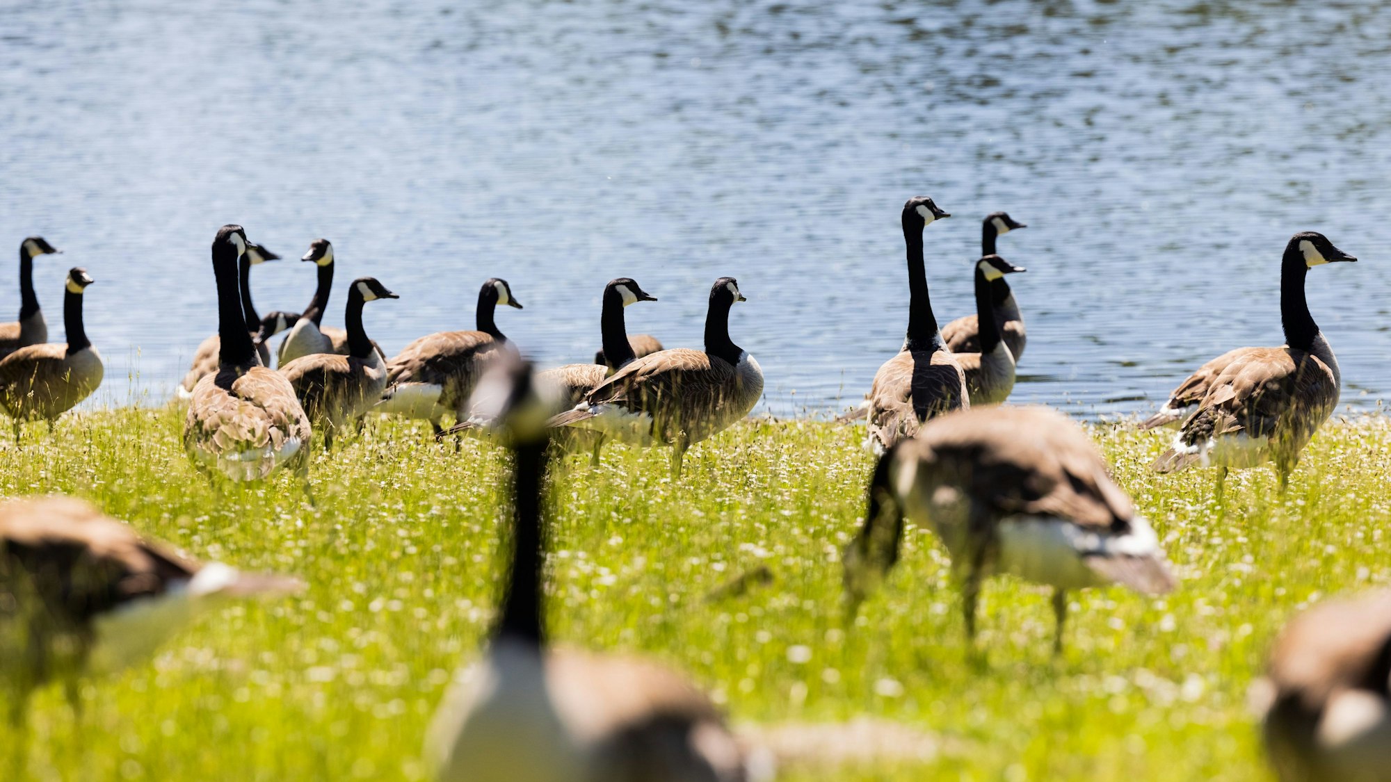 Köln: Kanadagänse fressen Gras am Ufer des Decksteiner Weiher