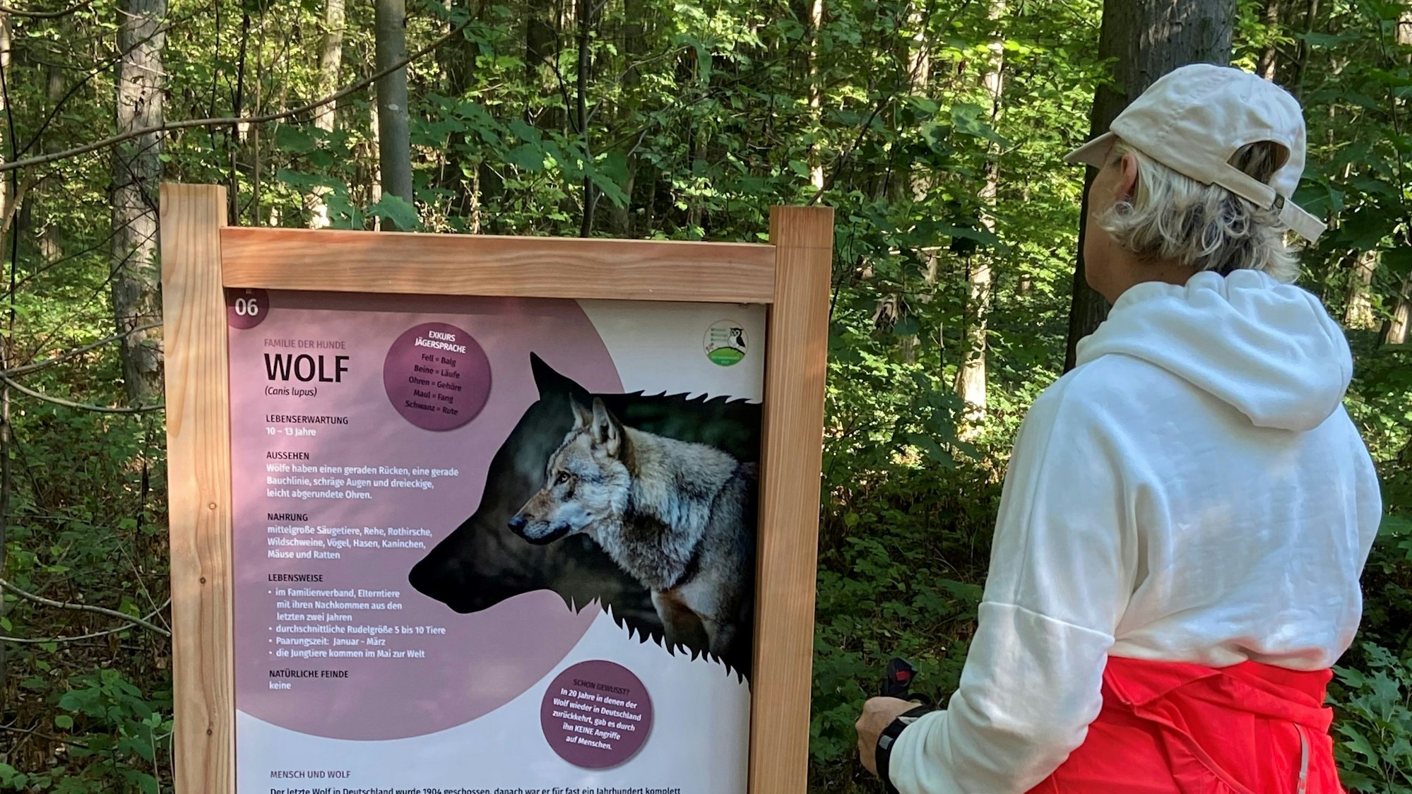 Ein Wanderer steht vor einer Schautafel im Wald.