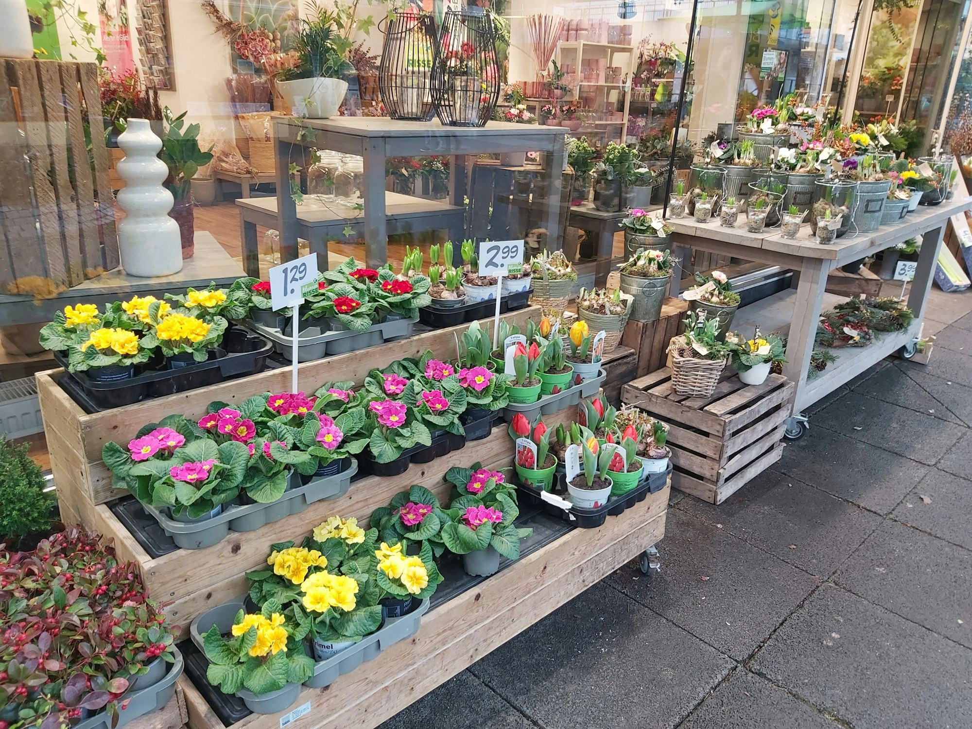 Primeln im Topf vor dem Blumengeschäft in Leverkusen-Wiesdorf.