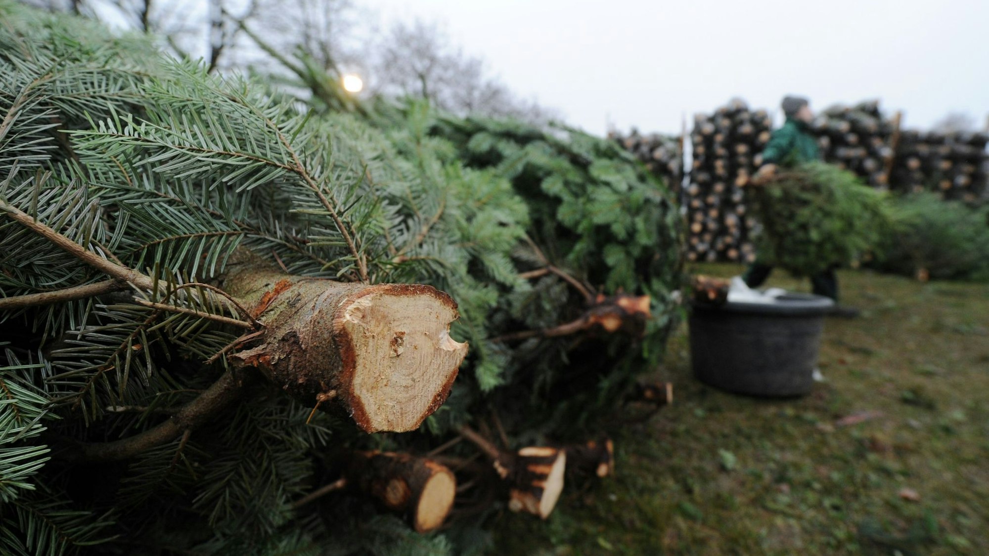 Gefällte Tanenbäume werden von einem Mann abtransportiert.
