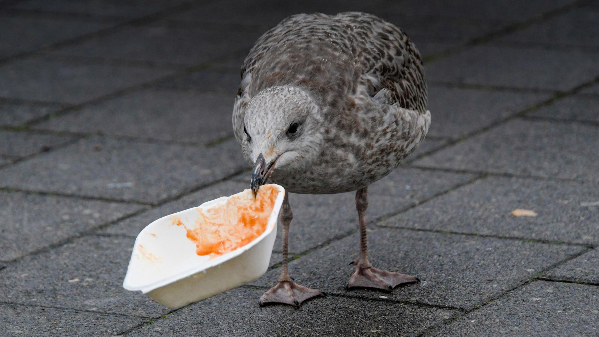 Eine Möwe versucht im Nieselregen an der Kieler Förde die Reste aus einer weggeworfenen Pommes-Schachtel zu fressen. +++ dpa-Bildfunk +++