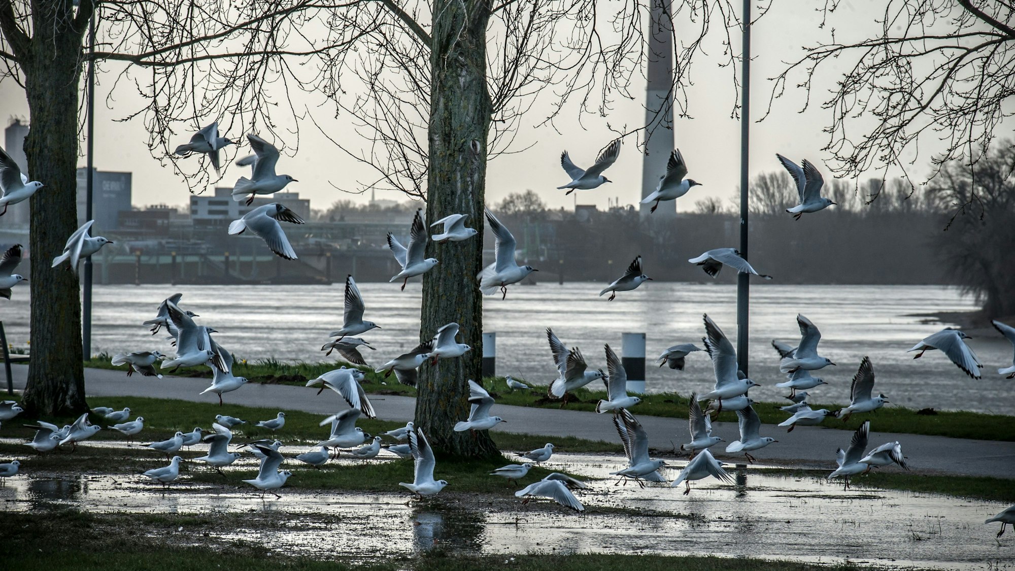 Sturm und Wolken Neulandpark am windigsten Ort Leverkusens. Möwenschwarm, der erst seit kurzem in Leverkusen leben. Foto: Ralf Krieger