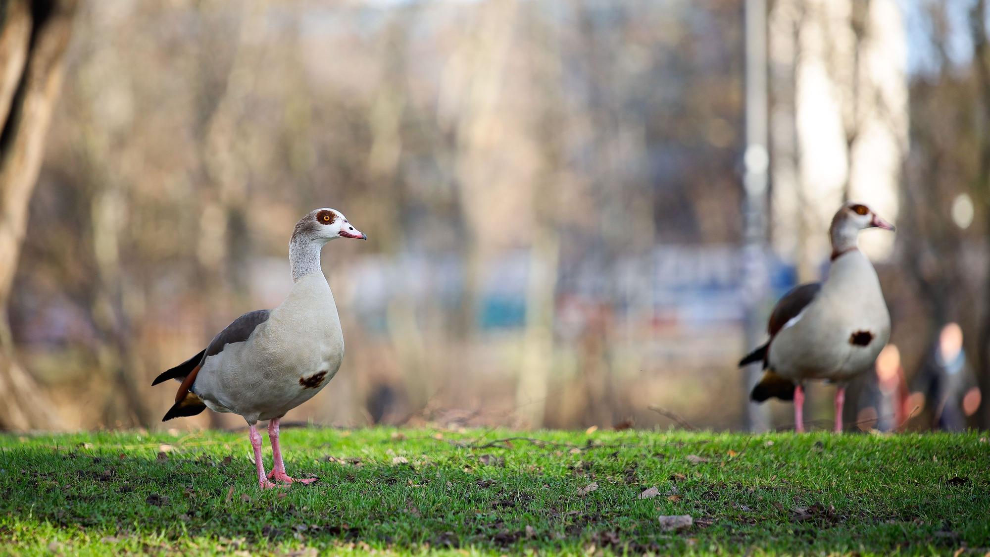 Zwei Nilgänse am Aachener Weiher in Köln.