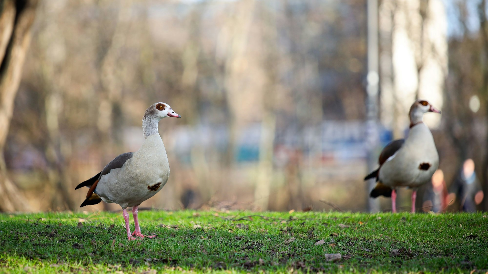 Zwei Nilgänse am Aachener Weiher in Köln.