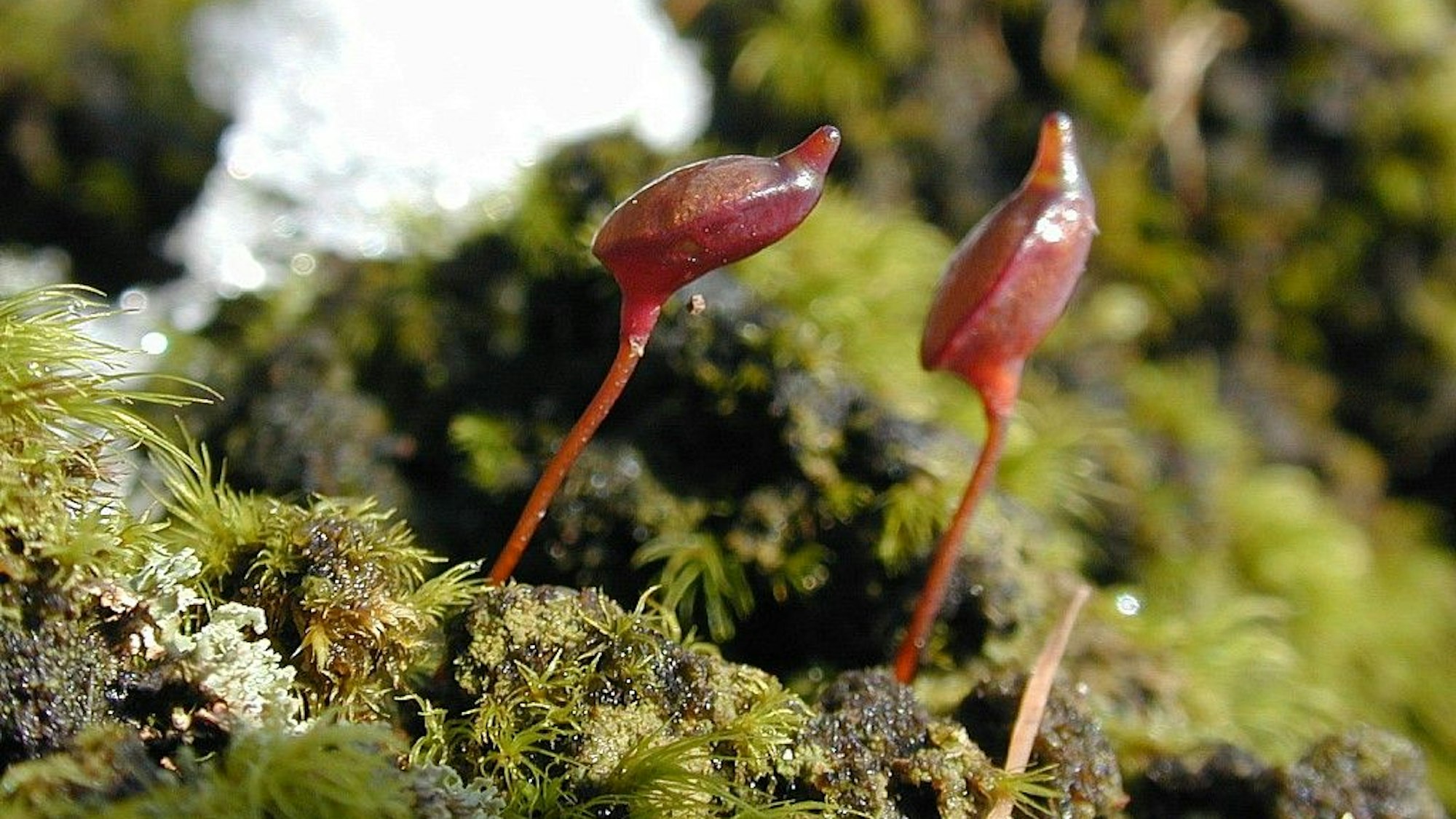 Nahaufnahme der roten Sporophyten, diean die Mütze eines Waldgeistes erinnern, daher der Name „Koboldmoos“ (Buxbaumia aphylla).