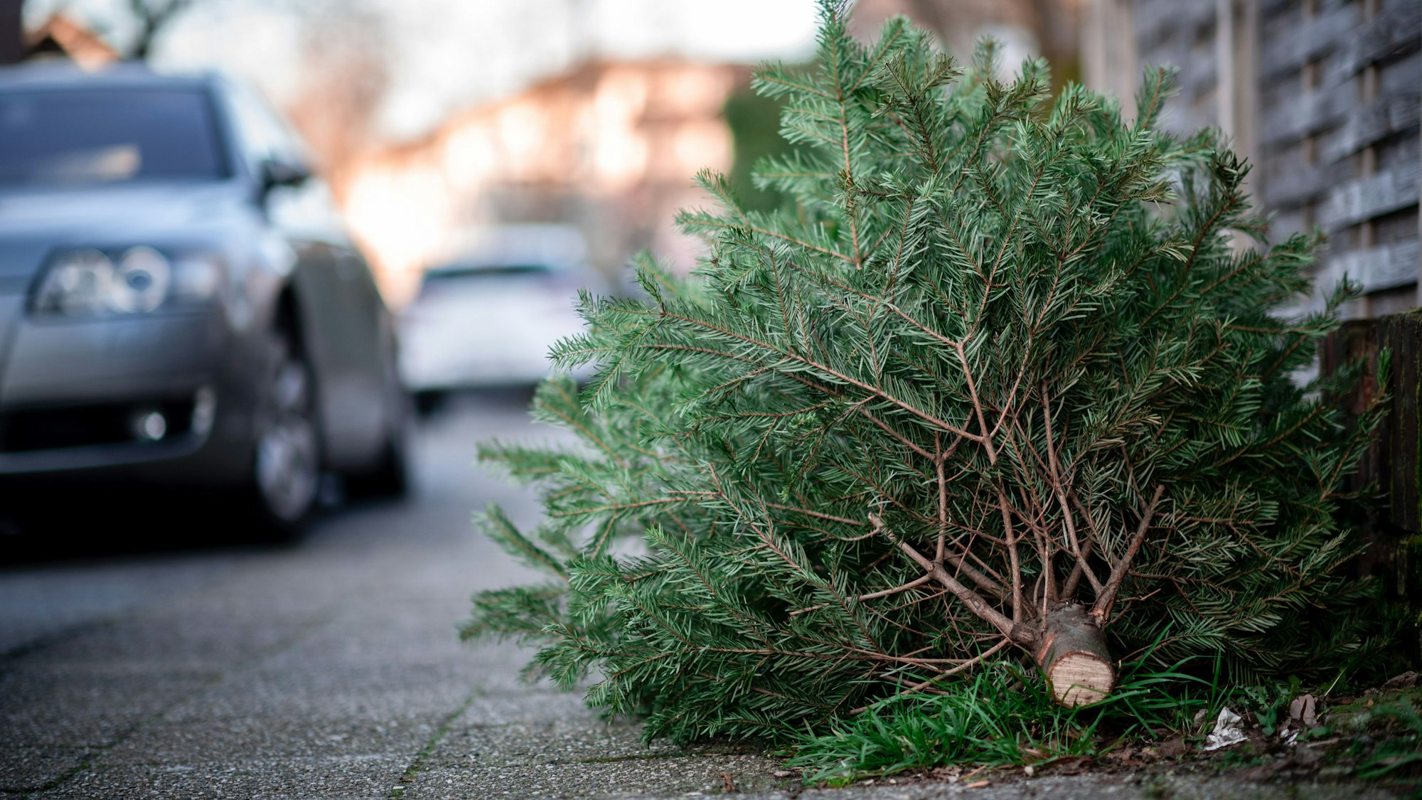 Ein Tannenbaum liegt an einer Straße. Die städtischen Wirtschaftsbetriebe beginnen mit der Abholung der abgeschmückten Weihnachtsbäume. +++ dpa-Bildfunk +++